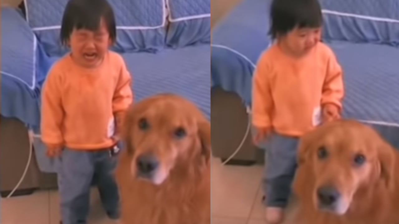 Perrito defiende a niña de los regaños de su mamá y se vuelve viral.