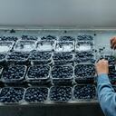 Cultivos de Arándanos, empresario, trabajadores