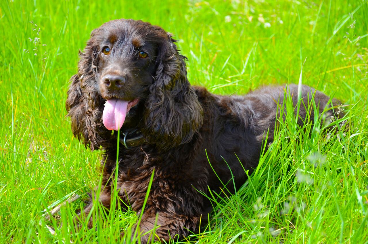 cocker spaniel