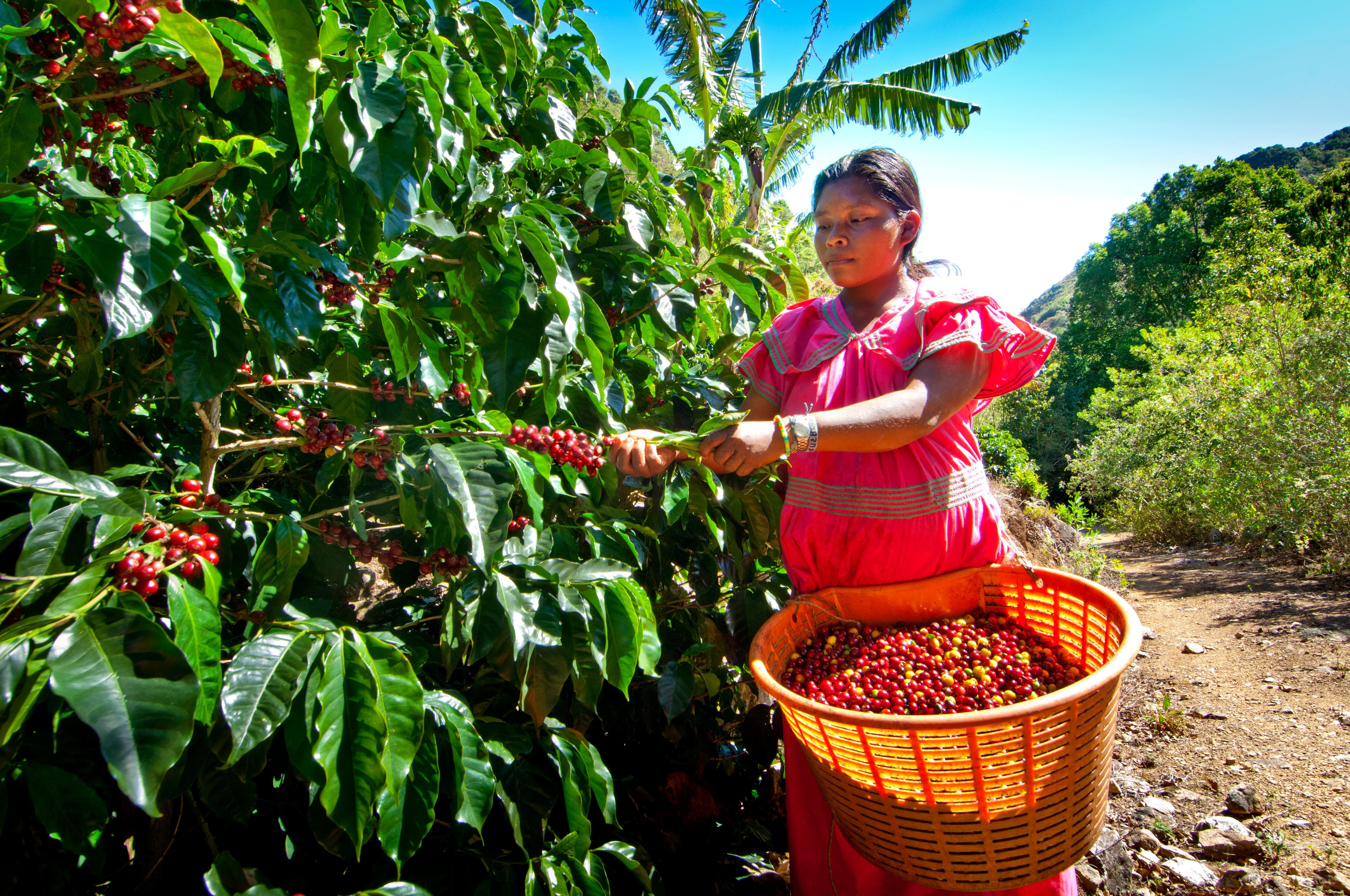 Las comunidades indígenas son uno de los beneficiados.