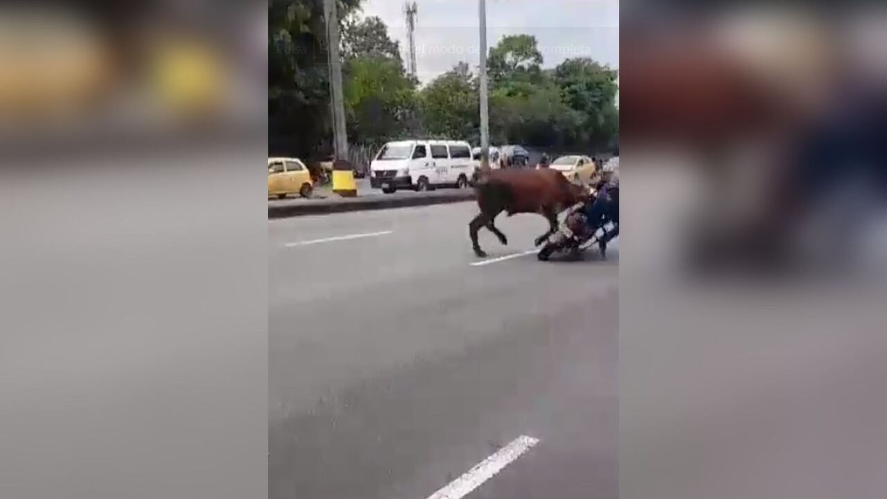 La vaca embistió a un motociclista.