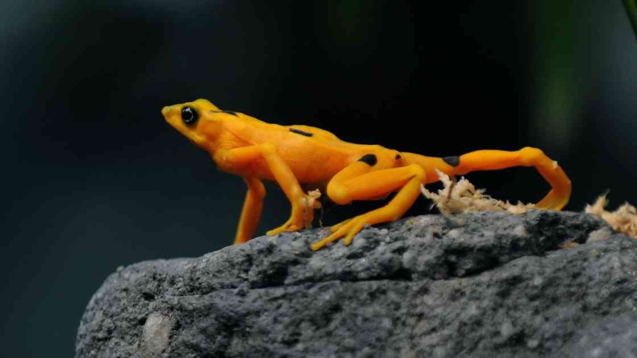 La rana dorada es endémica de Panamá y está gravemente amenazada por el denominado "superhongo". Foto: Elmer Martínez /AFP.