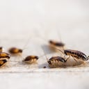 Las cucarachas pueden alejarse de la cocina con limón.