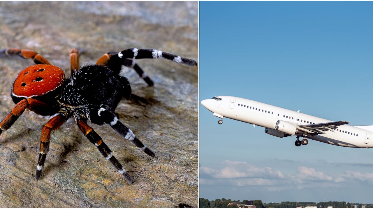 La araña habría entrado al avión por el equipaje de mano del vuelo anterior.