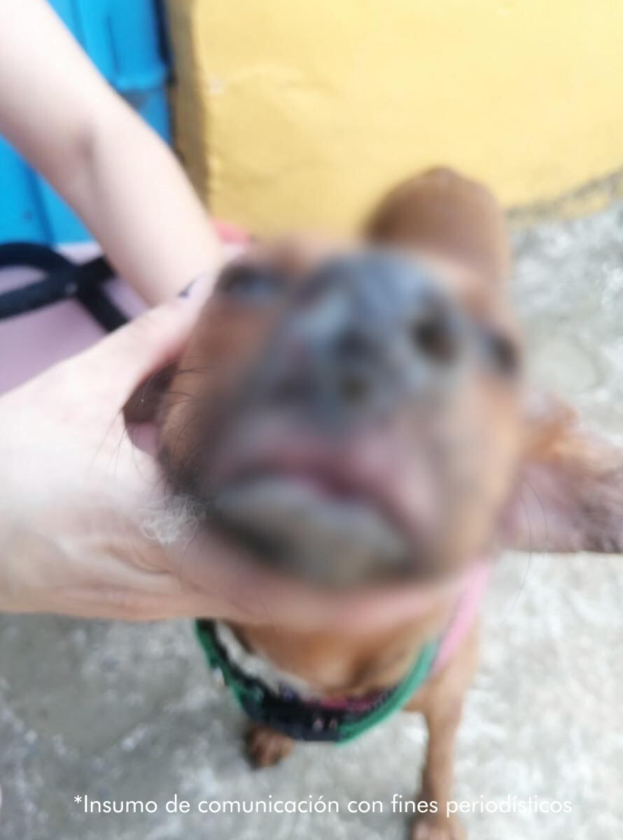 Condenaron al hombre que en bicicleta regó comida envenenada para matar perros en Cajicá, Cundinamarca