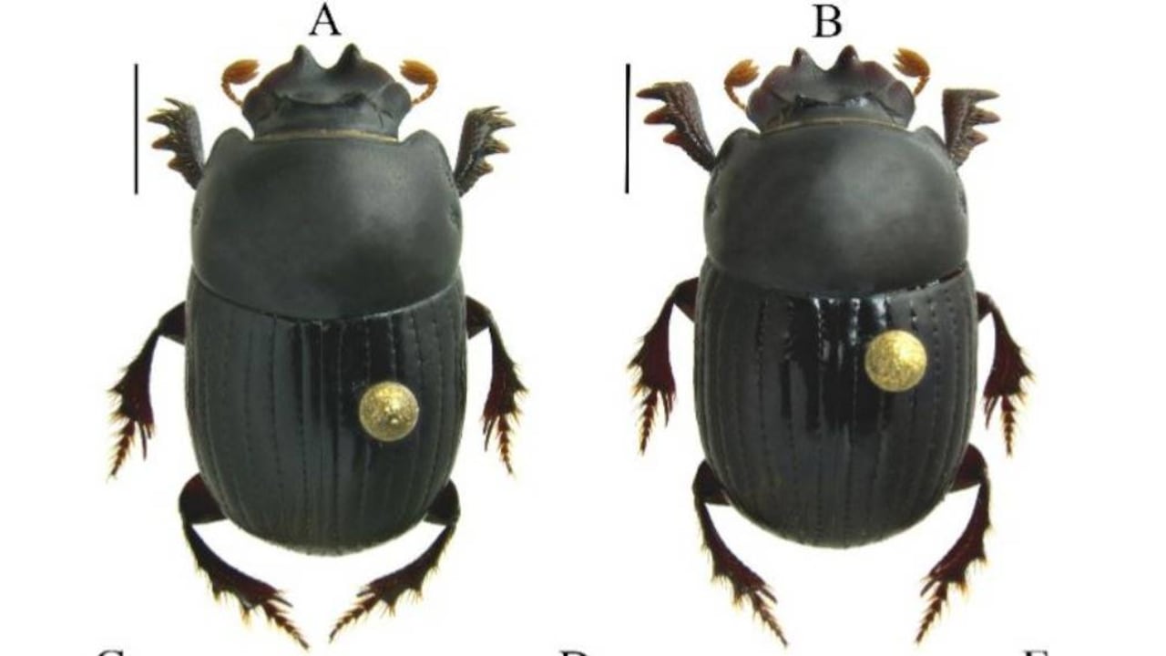 Este es el escarabajo Scatimus strenua, nuevo para la ciencia descubierto en Colombia. Foto: Instituto Humboldt.