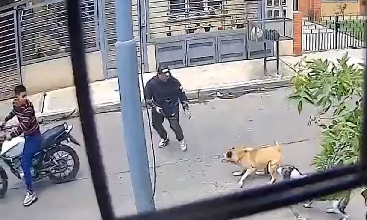 Perras frustraron con ladridos y 'pelando colmillo' un caso de atraco en Buenos Aires.