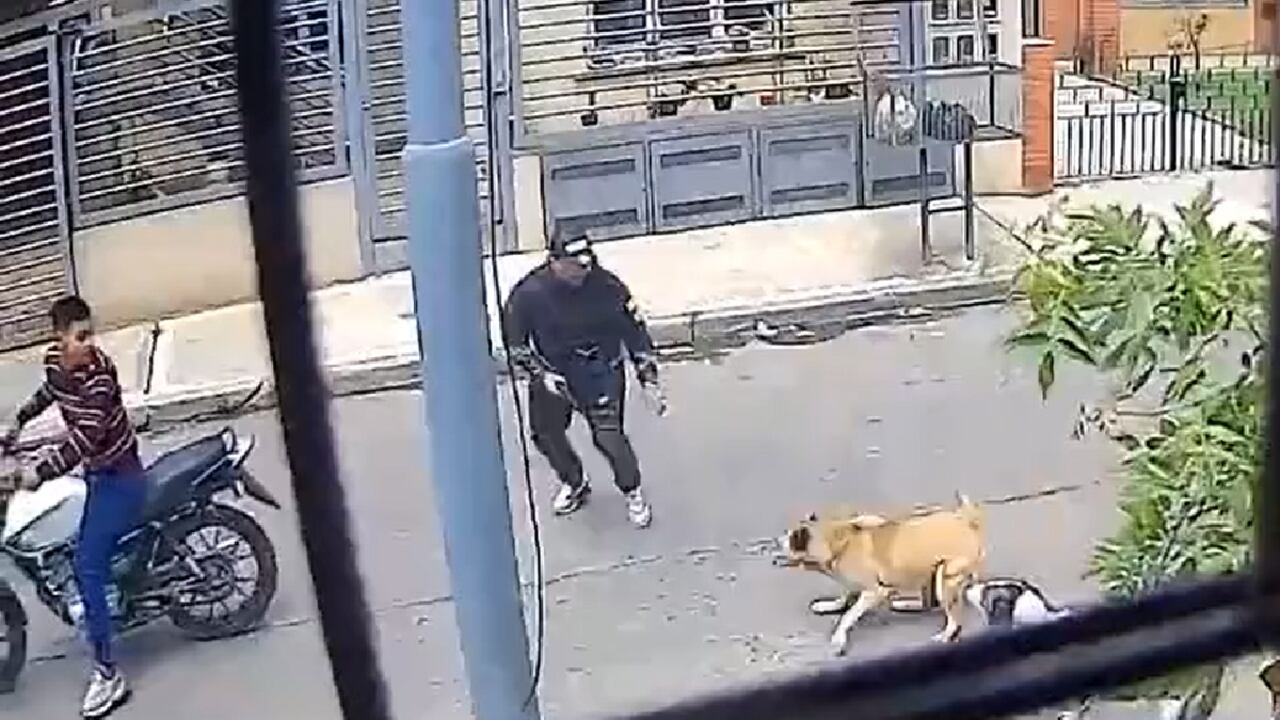 Perras frustraron con ladridos y 'pelando colmillo' un caso de atraco en Buenos Aires.