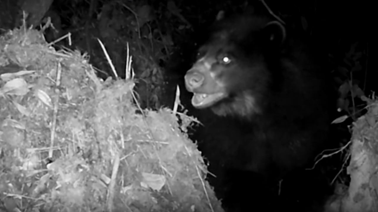 Uno de los tres osos de anteojos captados por las cámaras trampa en Fómeque