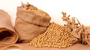 El consumo de la soya beneficia a quienes padecen de cáncer de mama.