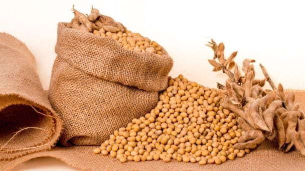 El consumo de la soya beneficia a quienes padecen de cáncer de mama.