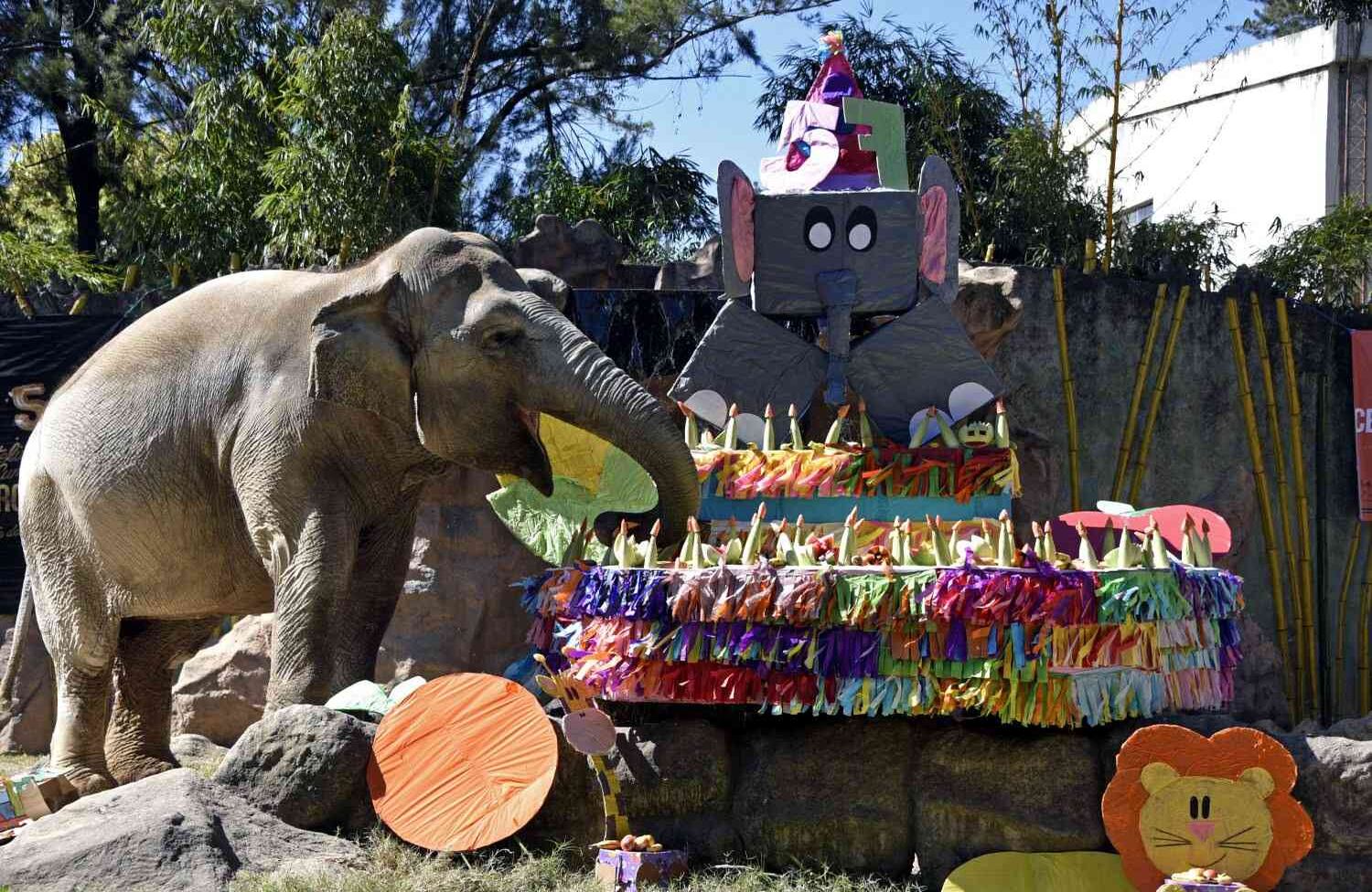 El elefante Trompita disfruta de un pedazo de pastel de cumpleaños hecho de verduras y frutas durante su celebración de cumpleaños número 57 en el zoológico Aurora en la ciudad de Guatemala el 18 de febrero de 2018. JOHAN ORDONEZ / AFP