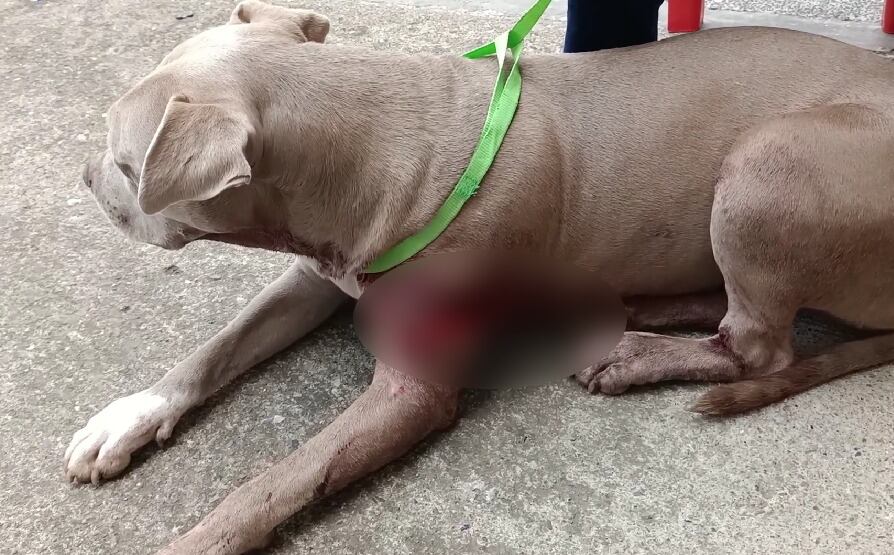 Piden a la comunidad entregar información sobre el agresor.