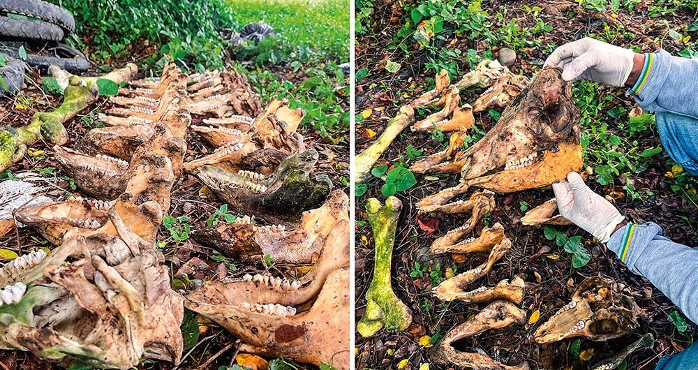   Los restos fueron trasladados hasta Medellín a fin de realizar los estudios pertinentes para definir a qué especie pertenecen. 