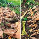 Los restos fueron trasladados hasta Medellín a fin de realizar los estudios pertinentes para definir a qué especie pertenecen.