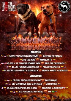 Encuentro internacional de pelea de perros en La Calera, Cundinamarca , dejó 13 personas fueron capturadas.