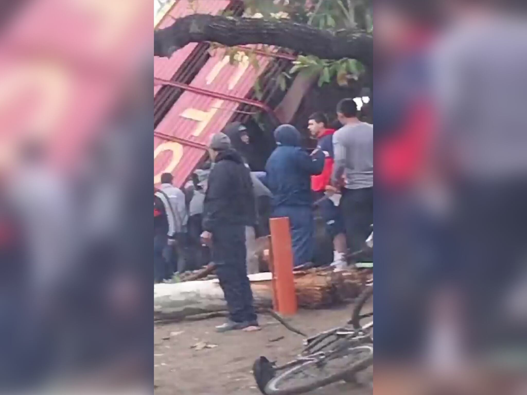 Vacas. Foto: Captura de pantalla Noticiero TN.