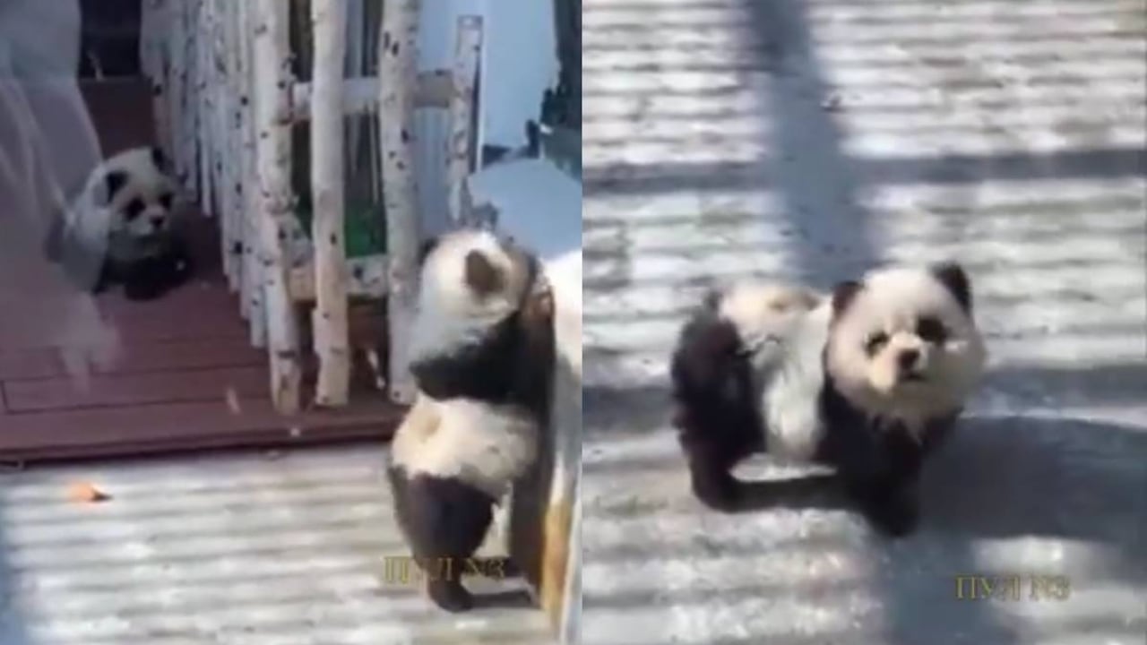 El zoológico fue criticado por la medida que involucra a varios perros