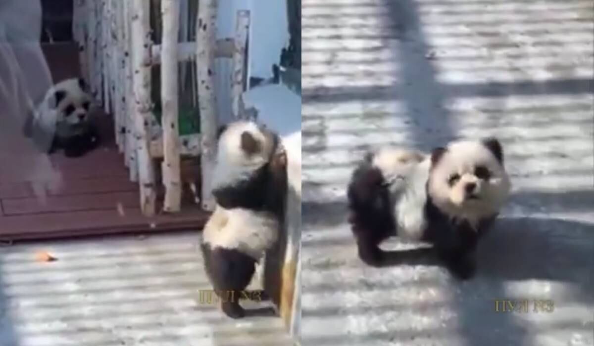 El zoológico fue criticado por la medida que involucra a varios perros