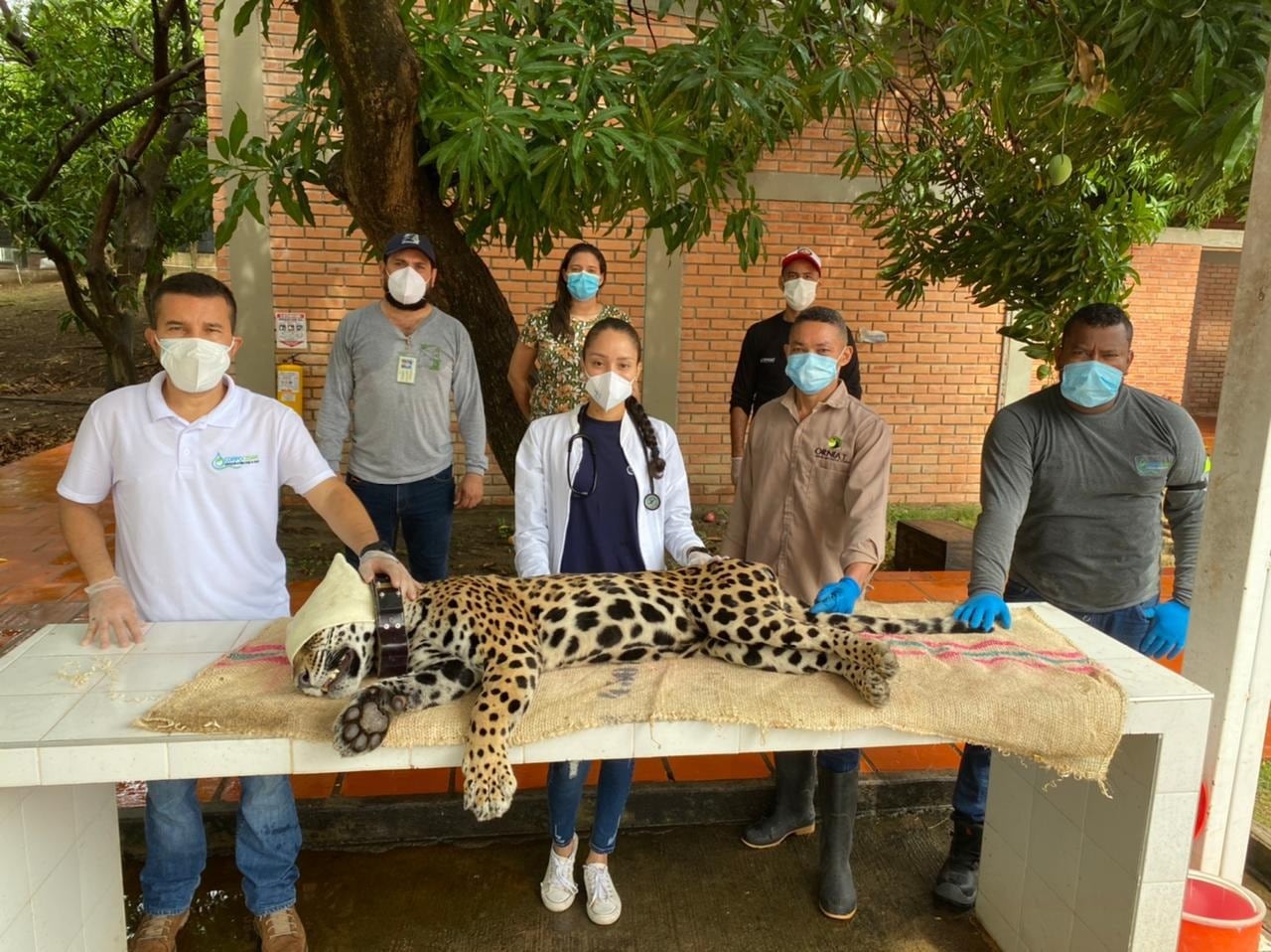 Jaguar liberado en Cesar