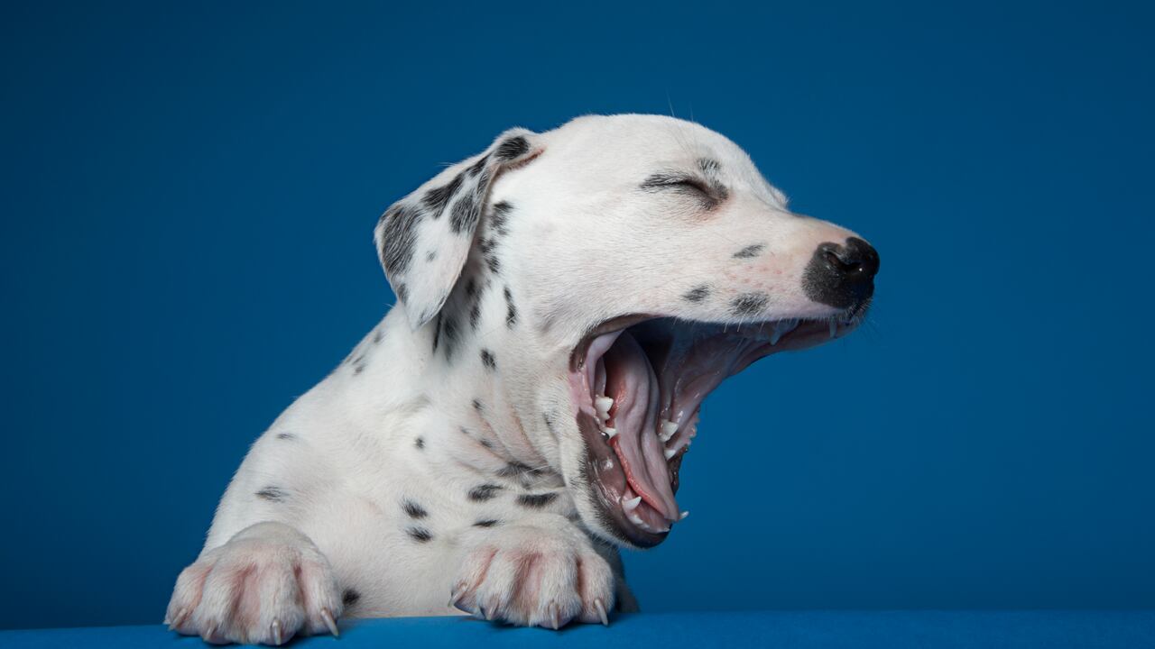 Los perros pueden adquirir diversos comportamientos que devengan ayuda profesional. Imagen: Getty Images