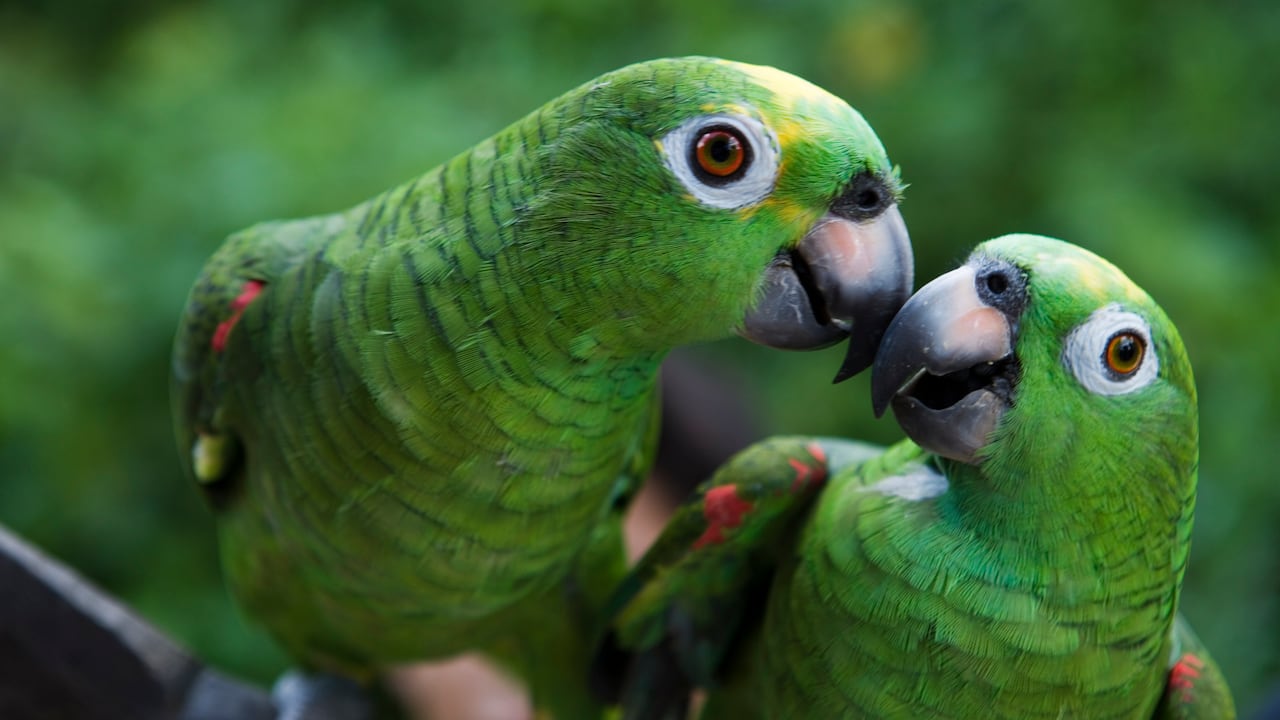 Loros en Brasil. Imagen de referencia