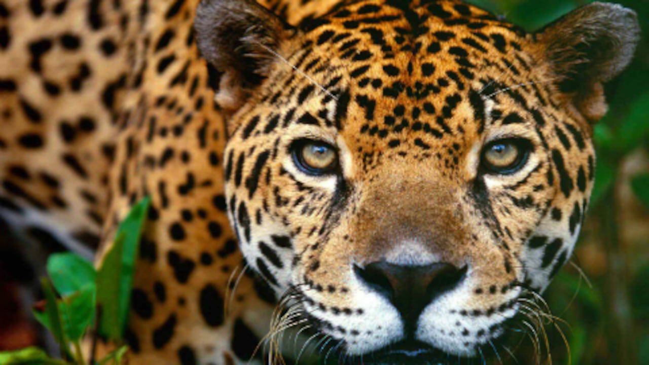 Jaguar.