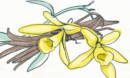 La cosecha de vainilla proviene de orquídeas.