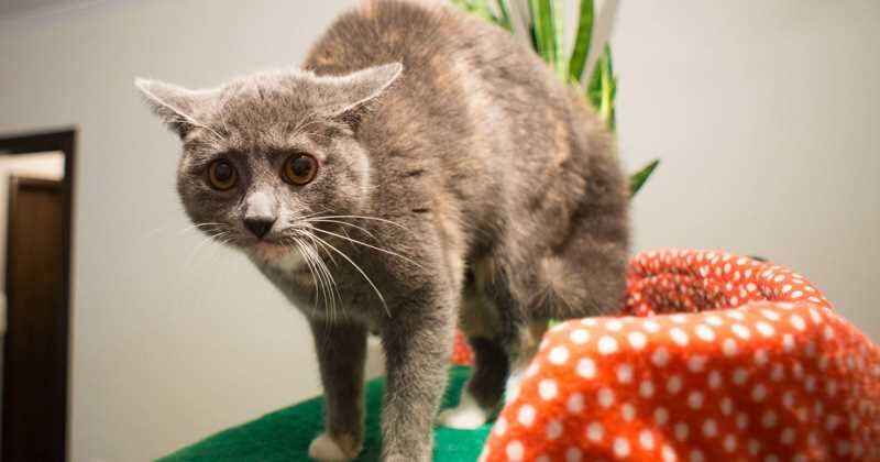 Expertos señalan la importancia de identificar un gato asustado o amenazado y tratarlo, ya que esto le puede ocasionar problemas de salud. 