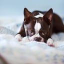 Los perros de la raza boston terrier son de los que menos liberan pelo.