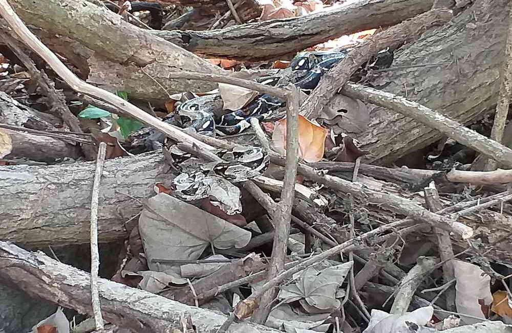 Foto: Parques Nacionales Naturales