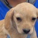 El Instituto Distrital de Protección y Bienestar Animal (IDPYBA) recibió más de 50 perros y gatos.