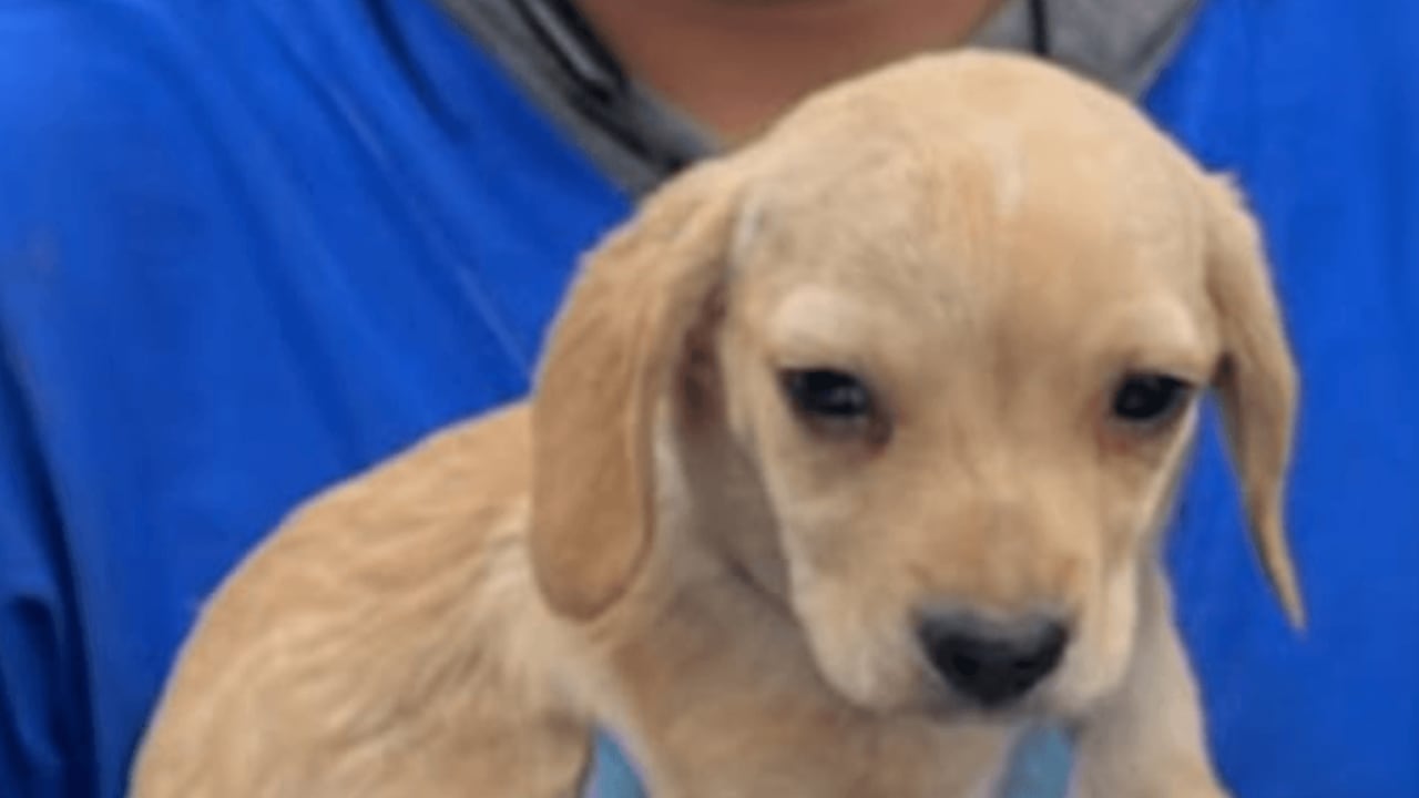El Instituto Distrital de Protección y Bienestar Animal (IDPYBA) recibió más de 50 perros y gatos.