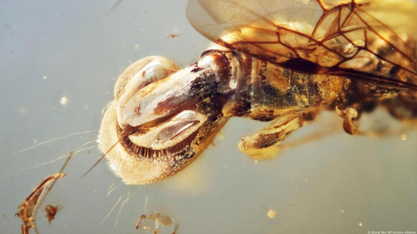 Descubren una avispa con solapas únicas para inmovilizar a sus presas.