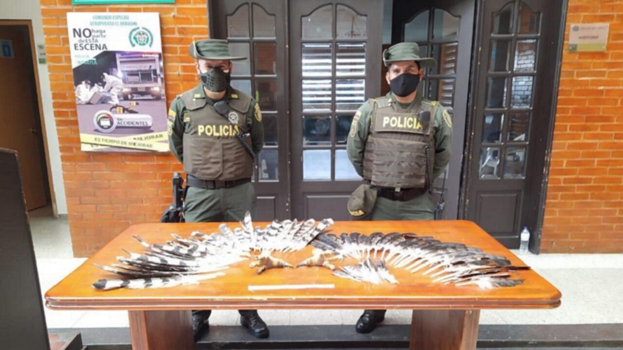 Fauna silvestre incautada.