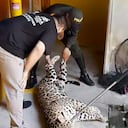 Un jaguar adulto apareció el pasado martes en el campus de la Universidad Nacional de Colombia, sede Amazonia, en Leticia.