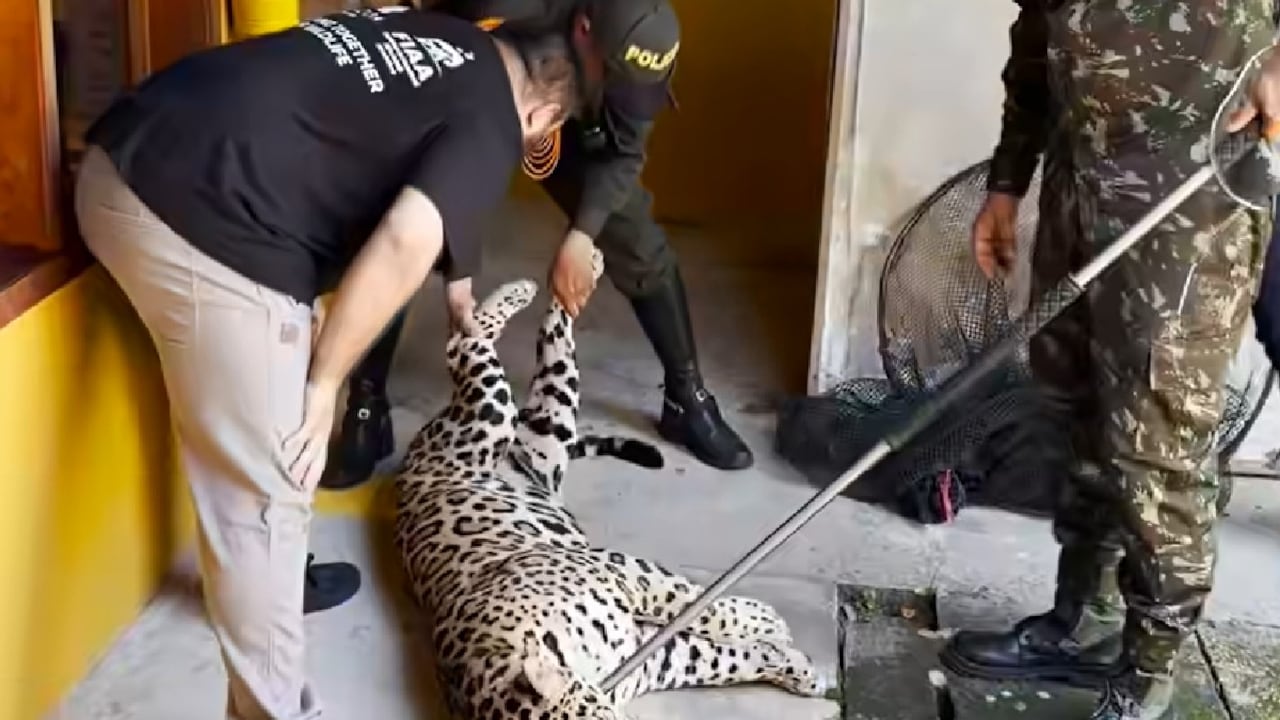 Un jaguar adulto apareció el pasado martes en el campus de la Universidad Nacional de Colombia, sede Amazonia, en Leticia.