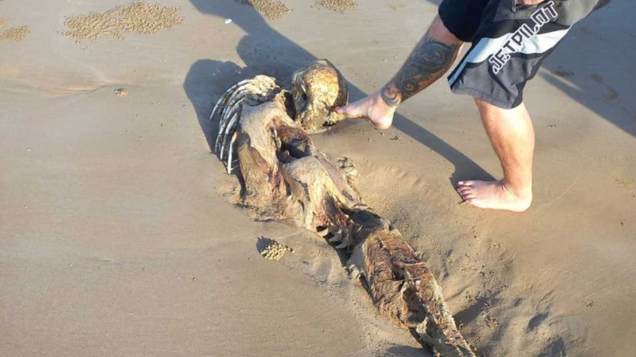 Es extraño esqueleto fue hallado en una playa de Qeensland, Australia. Foto: Facebook Bobbi-Iee Oates.