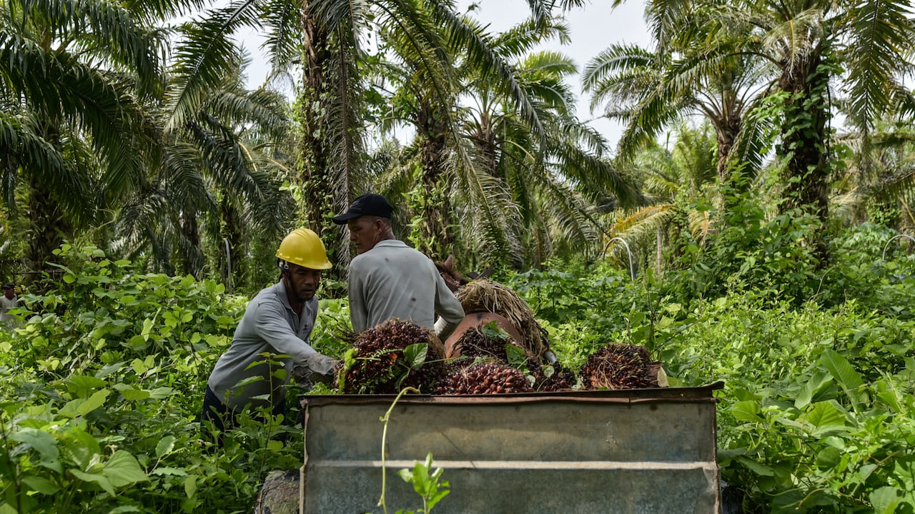 Los cultivos y la exportación del aceite de palma se vieron altamente afectados durante la semana pasada.