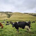 La compañía busca mejorar la productividad de los ganaderos y disminuir la huella de carbono y el consumo de recursos.