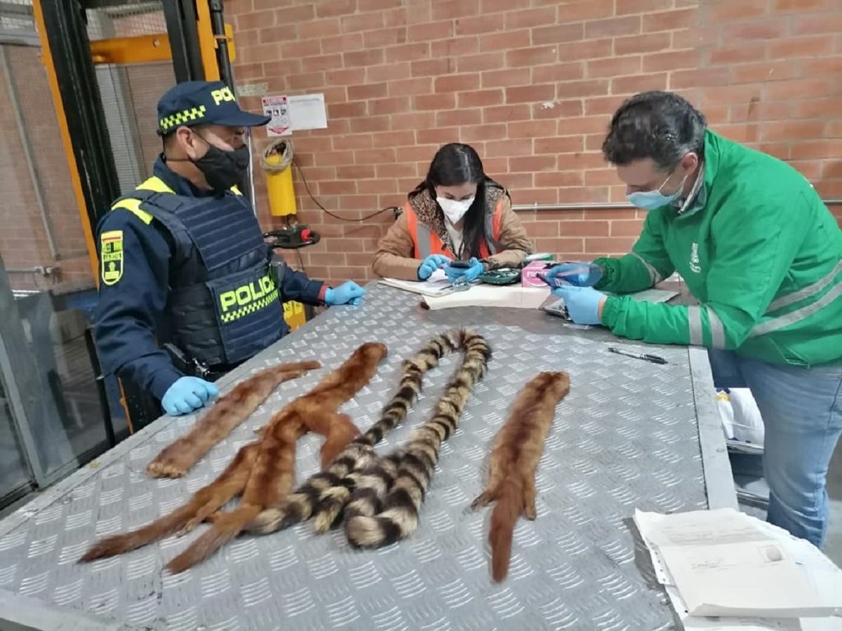 Pieles de mapaches y hurones