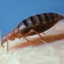 Los chinches son otro tipo de plagas que se debe eliminar.