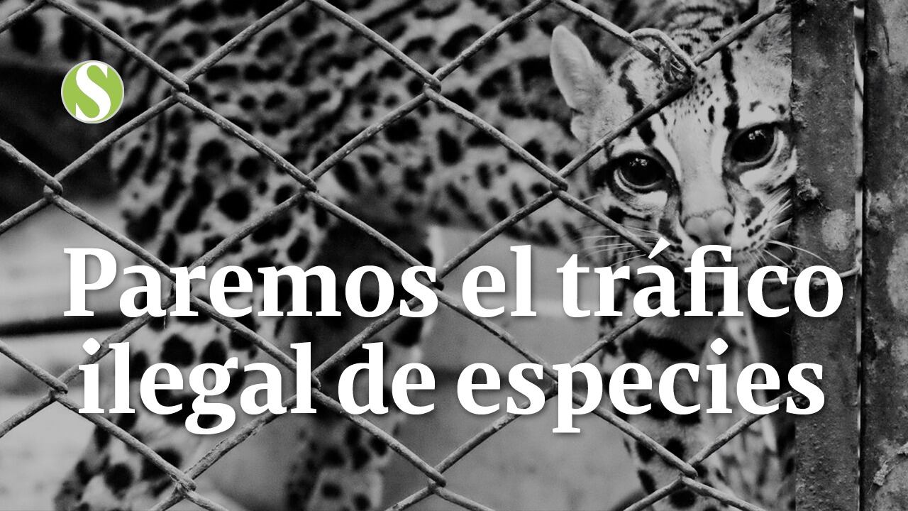 Policía Nacional ha incautado 16.860 animales silvestres, lo que equivale a más del 90 por ciento de los ejemplares recuperados en 2019.