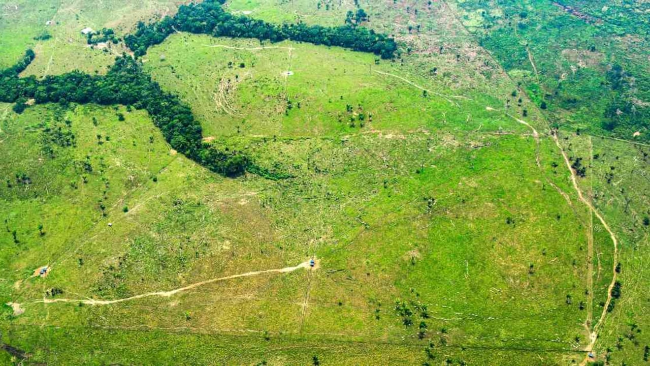 La deforestación es una de las principales problemáticas que afronta el país. Foto: Rodrigo Botero.