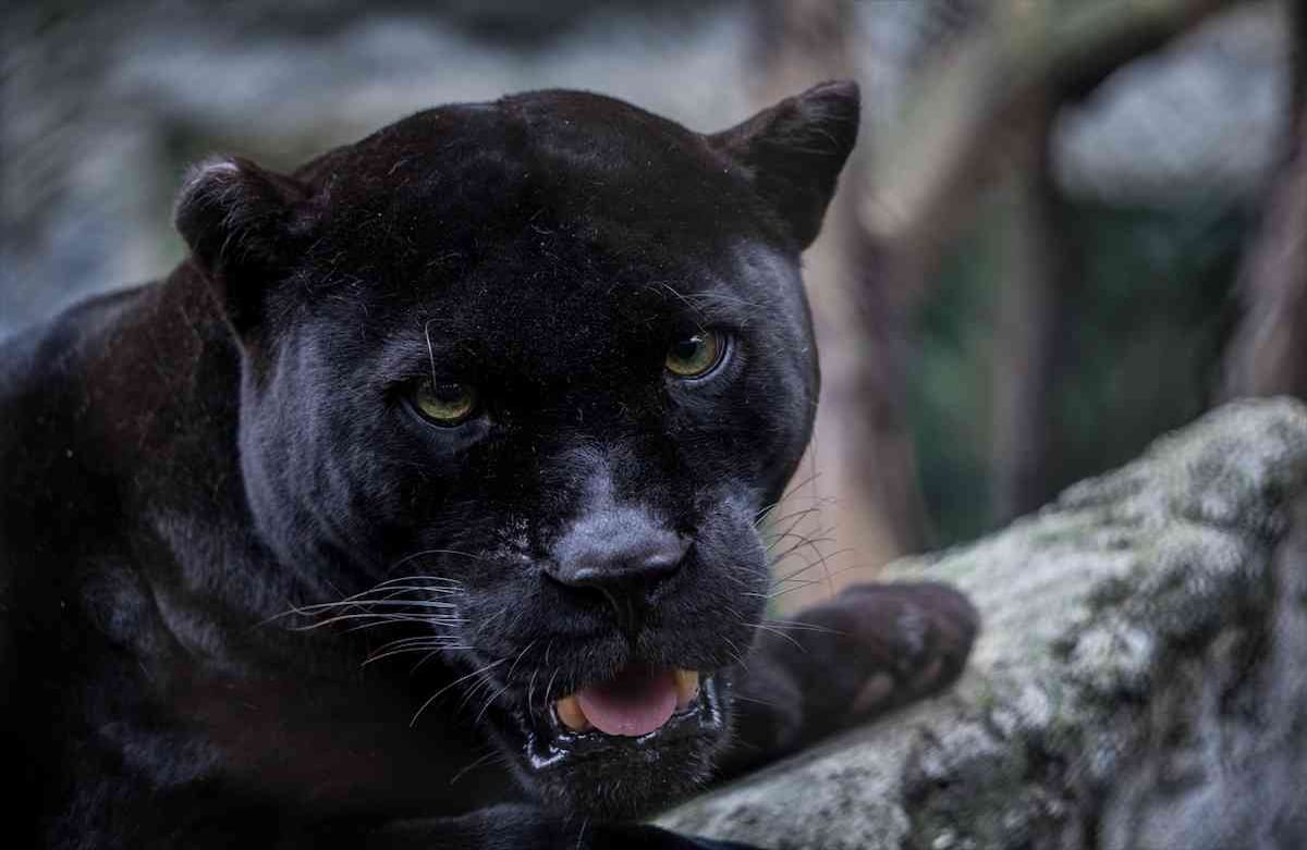 Un Jaguar Negro (Panthera onca) rescatado de tráfico ilegal, vive en la Fundación Santa Cruz en San Antonio, Cundinamarca, Colombia, el 2 de agosto de, 2019. Foto: Juancho Torres