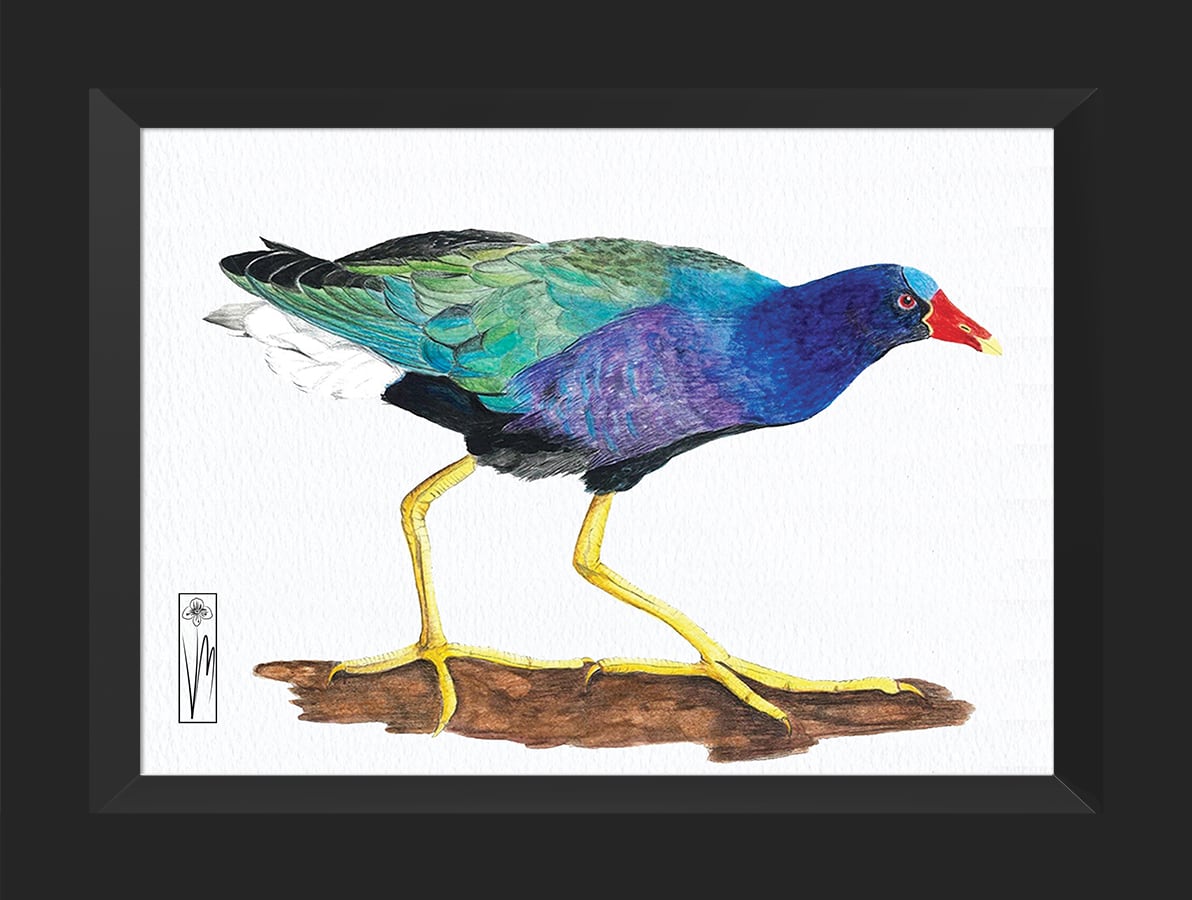 La tingua es una de aquellas especies migratorias que llegan a los humedales de Bogotá entre octubre y diciembre.