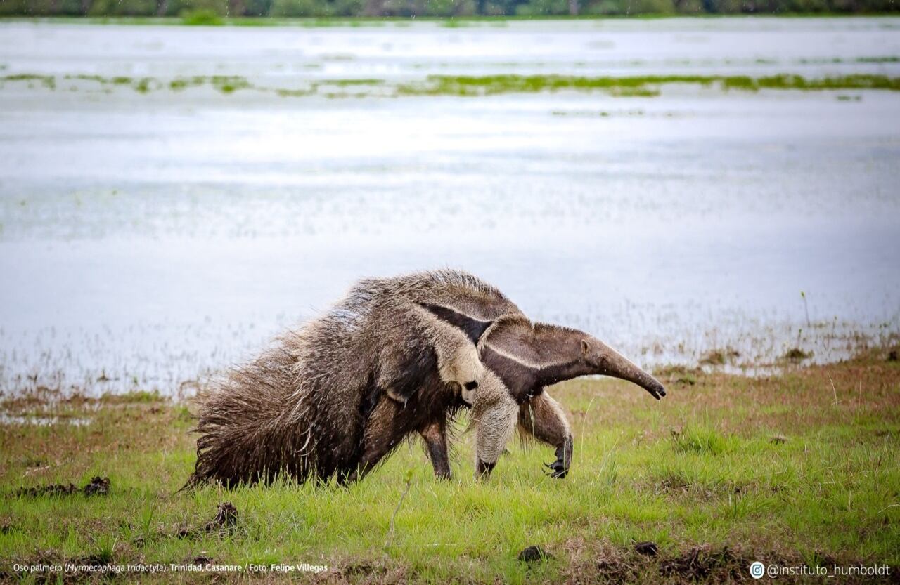 Oso palmero (Myrmecophaga tridactyla). Trinidad, Casanare.