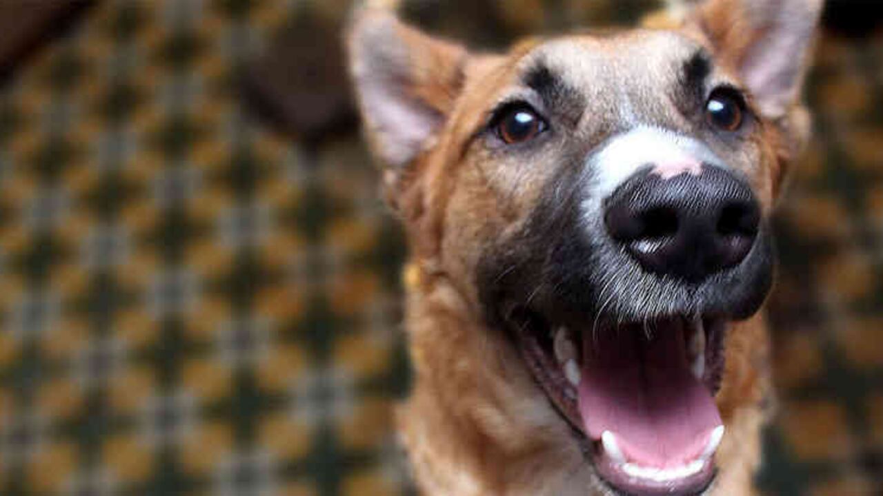 En el Concejo se radicó un proyecto de acuerdo que busca que la Administración Distrital promueva zonas amigables exclusivas, demarcadas, para que las mascotas tengan un área de descanso.