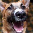 En el Concejo se radicó un proyecto de acuerdo que busca que la Administración Distrital promueva zonas amigables exclusivas, demarcadas, para que las mascotas tengan un área de descanso.