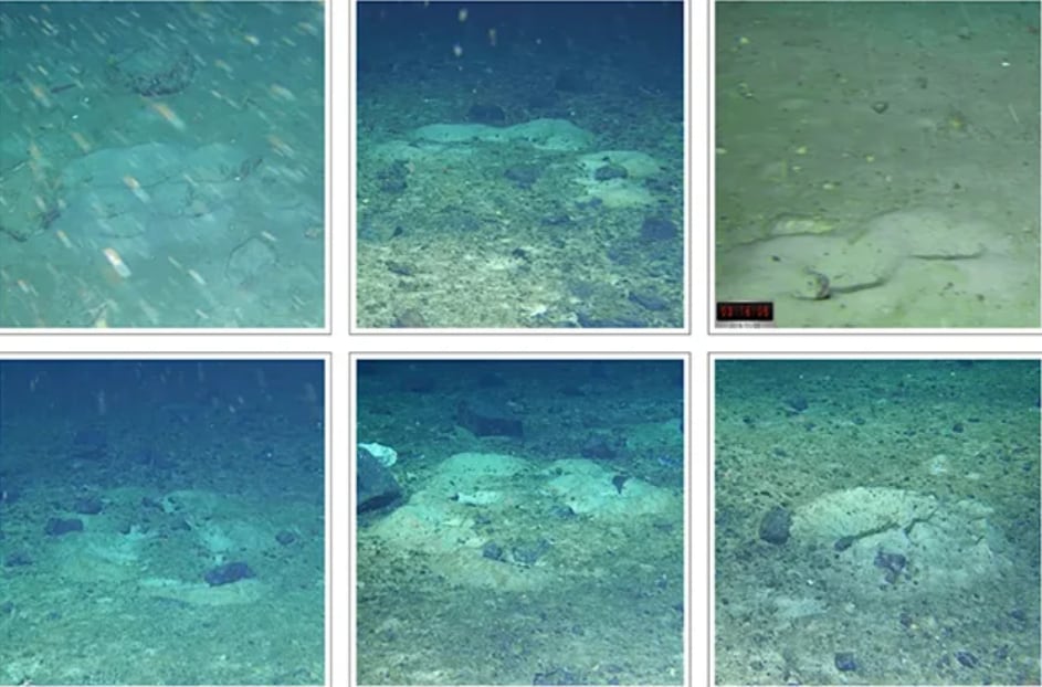 El fondo del Mar de Weddell sorprendió con una compleja concentración de asentamientos de peces.